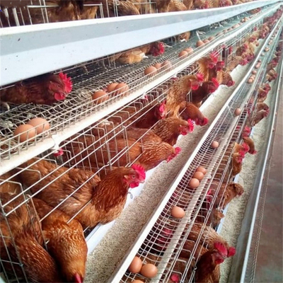 Polli galvanizzati della gabbia 128 del pollo di strato dell'uovo del pollame del filo di acciaio Q235