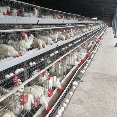 Galfan Wire Poultry House strato gabbia di pollo per le uova