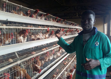 L'agricoltura del pollo del pollame ingabbia la gabbia automatica di strato del pollo con lunga vita