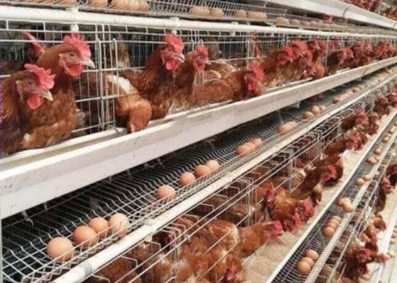 96 / 160 uccelli mettono a strati il sistema dell'alimentazione di del pollame della gabbia del pollo