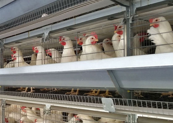 Un tipo 96 deposizione delle uova delle galline degli uccelli ha galvanizzato la gabbia per l'agricoltura di strato