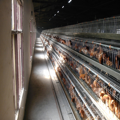 Gabbia automatica animale commerciale di strato del pollo per l'attrezzatura dell'azienda avicola