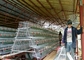 3 Tires 4 stanze 500-1000 gabbie crescere del pollo degli uccelli per le aziende agricole filippine
