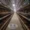 Cage automatico 160 strati di uccelli per le aziende di pollame per gli uova