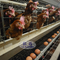 Cage automatico 160 strati di uccelli per le aziende di pollame per gli uova