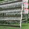 Strato galvanizzato Cage di pollo Batteria di pollo 3 / 4 livelli con sistema automatico