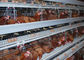 Le aziende agricole scrivono le gabbie a macchina di un allevamento di pollame, gabbie 3 - 4 Tires del pollo del cavo