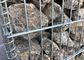 50 x 100mm hanno galvanizzato il gabbione del reticolato di saldatura/parete di pietra saldata della gabbia