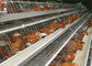 Gabbia galvanizzata di strato del pollo della batteria, attrezzatura di avicoltura