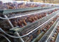 Gabbia di Mesh Layer Chicken Cages Battery del cavo con il sistema d'alimentazione del pollo automatico