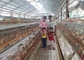 Il tipo di H ha galvanizzato la gabbia automatica del pollo del laer dell'azienda avicola di bettery per il mercato del Sudafrica