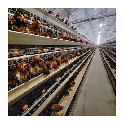 Cage di uova per polli in acciaio galvanizzato Grande capacità 96-160 polli