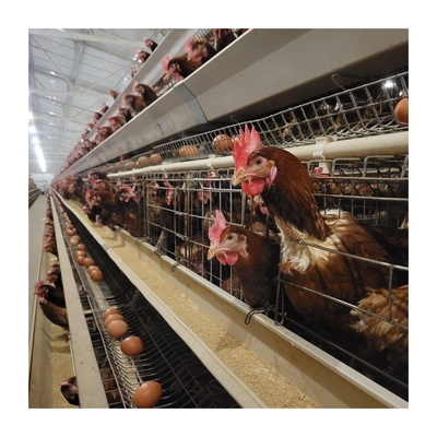 Apparecchiature per la produzione di uova per pollame con gabbia per polli a strato automatico di tipo H