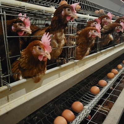 Gabbia di polli galvanizzata automatica di tipo H per allevamenti di pollame