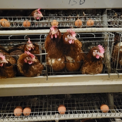 Batteria Metallo strato animale gabbia di pollo per la deposizione di uova di gallina