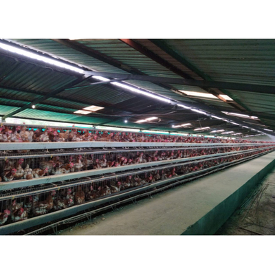 Galvanizzato 3 livelli 120 strati gabbia di pollo pollame sistema di acqua automatico
