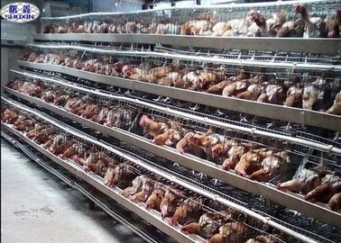4 capacità del pollo della gabbia 128 del pollo di strato per l'azienda agricola dell'Uganda 20 anni di vita