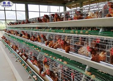 Le galline ovaiole galvanizzate della gabbia/deposizione delle uova del pollo di strato dell'uovo coltivano 3 anni di garanzia
