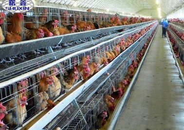 Sistema automatico della gabbia in batteria del pollame della gabbia del pollo di strato nell'azienda agricola del Botswana