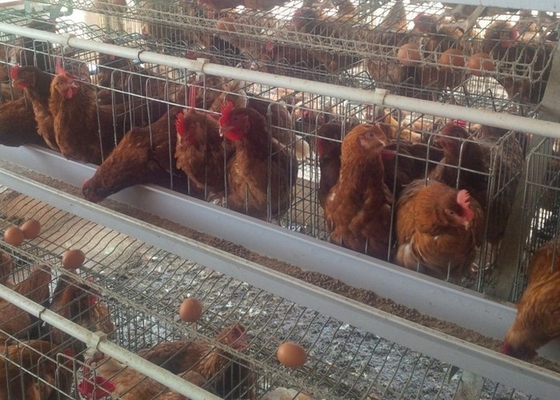 Una gabbia per polli automatica di 120 uccelli ha galvanizzato la grande capacità per l'azienda avicola