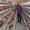 L'azienda avicola A tipo gabbia per polli a strati Q235 4 livelli 160 uccelli galvanizzati
