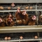 Batteria Metallo strato animale gabbia di pollo per la deposizione di uova di gallina