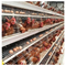 Cage a strato commerciale a caldo galvanizzate a 4 livelli per allevamenti di pollame