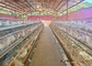 Cage a strati automatizzate per pollame a tre e quattro livelli