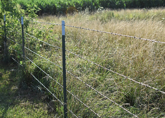 Fence di filo spinato di PVC rivestito/galvanizzato resistente alla ruggine