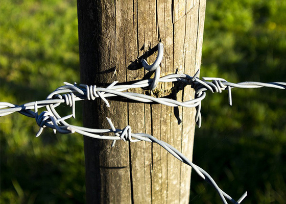 Resistenza alla ruggine Filattola spinata in acciaio inossidabile a doppio filo inverso
