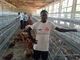 Alimentatore del pollo delle gabbie in batteria del pollo di strato Q235 per le aziende avicole