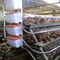 Il tipo gabbia di avicoltura A di strato del pollo ha galvanizzato automatico