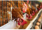 Tipo moderno una gabbia per polli del fabbricato agricolo per il sistema automatico di strati