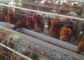 Uccelli galvanizzati spaziosi robusti della gabbia 128 del pollo di strato per l'allevamento dell'azienda avicola