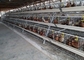 Una gabbia per polli automatica di 120 uccelli ha galvanizzato la grande capacità per l'azienda avicola